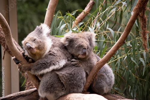 Photography the Koala has a large round head, big furry ears and big black nose