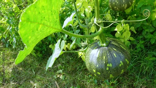 Small Crude Fiber Green Shell Sweet Pumpkin hanging on the plant.