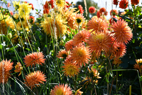 blühende Dahlie