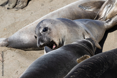 Elephant seals (Mirounga angustirostris) on the beach, just north of Cambria, California. One with head up, mouth open. 