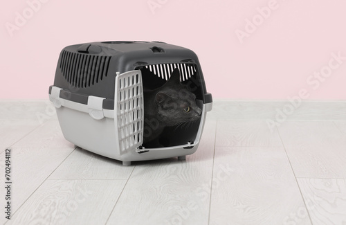 Cute British cat sitting in carrier on floor near pink wall