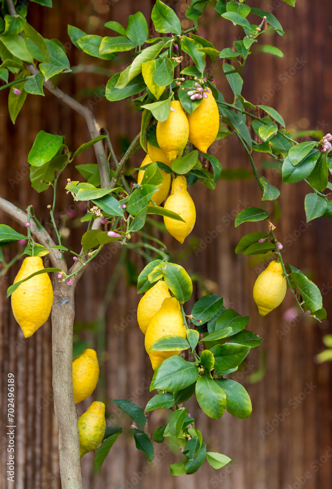 Zitronenbäumchen (Citrus × limon)