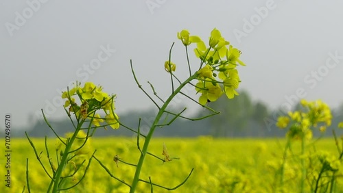 Close up of oilseed mustard flower plant. Yellow flowers.  photo