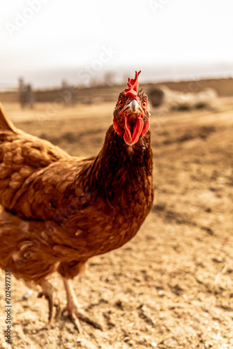 red chicken staring at camera