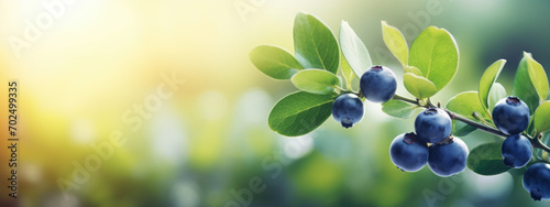 Ripe blueberries on soft background, banner