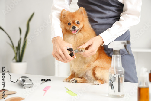 Female groomer trimming claws of cute Pomeranian spitz in salon