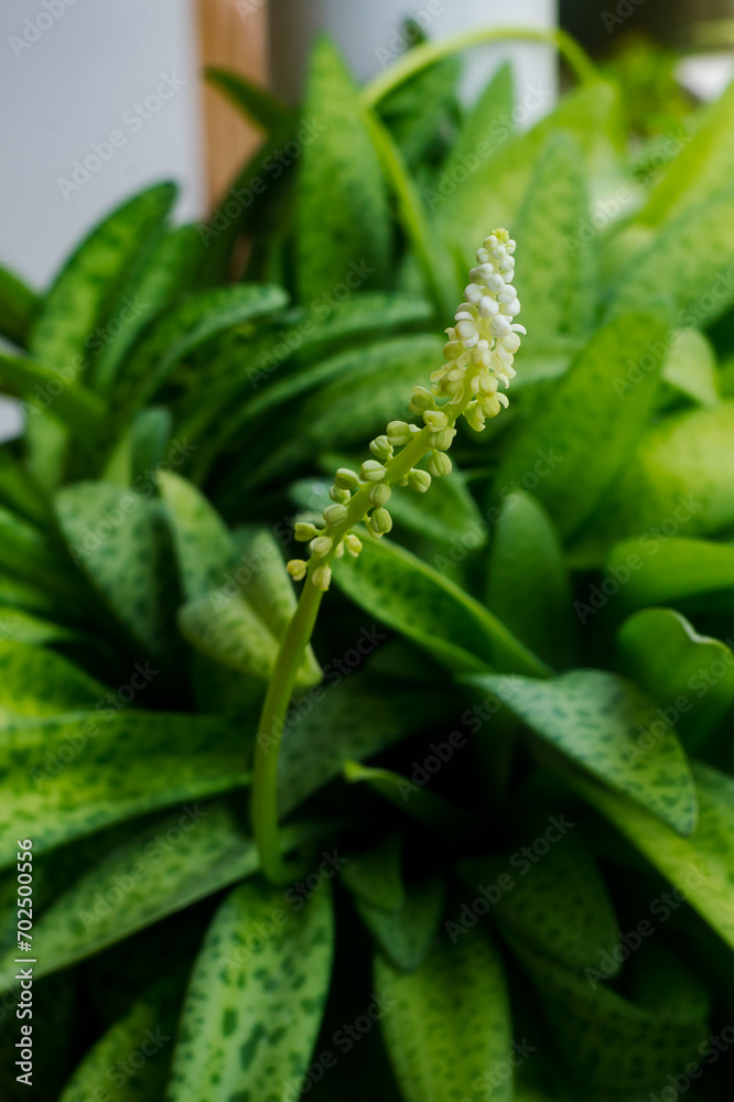 Ornamental plants that are blooming in pots Ornamental plants that are blooming in pots
