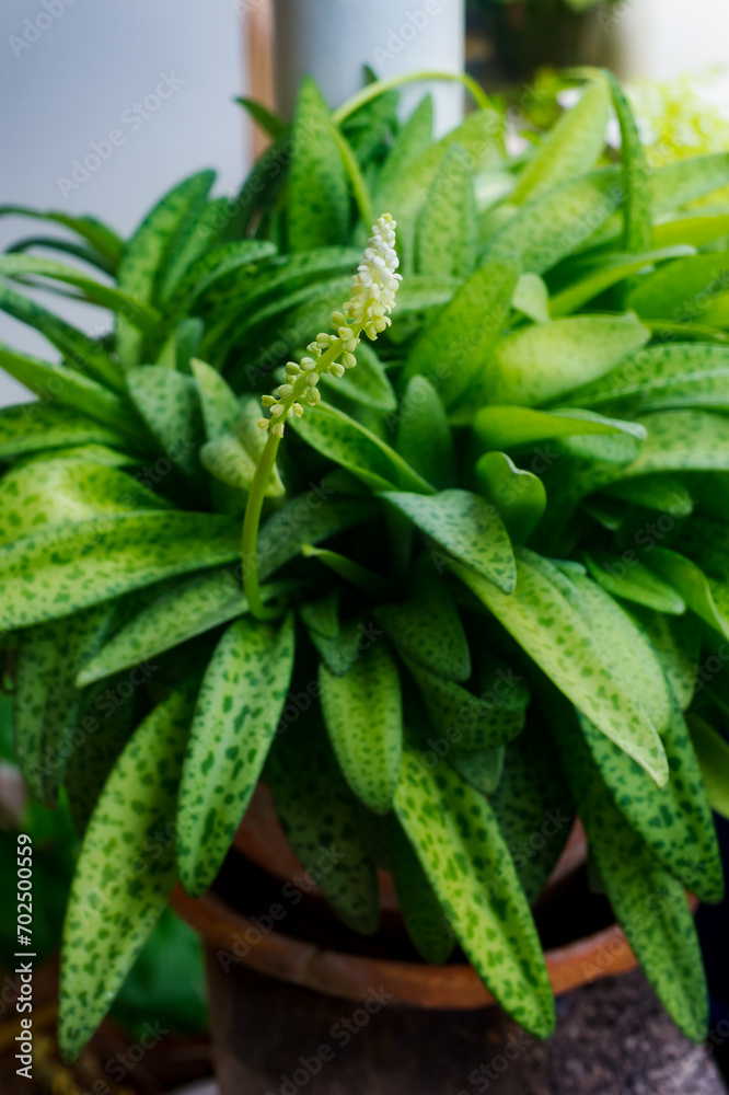 Obraz premium Ornamental plants that are blooming in pots