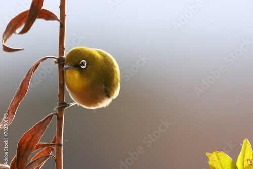 portrait of a small beautiful bird, Japanese White-eye