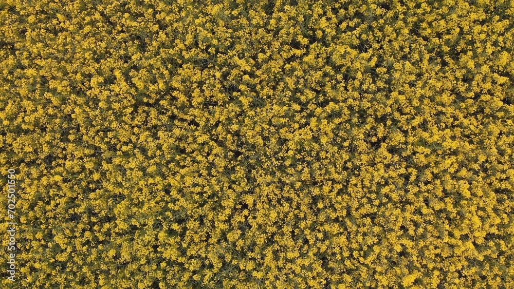 Aerial drone capture image of brilliant bright yellow rapeseed field. Aerial drone capture image of brilliant bright yellow rapeseed field.