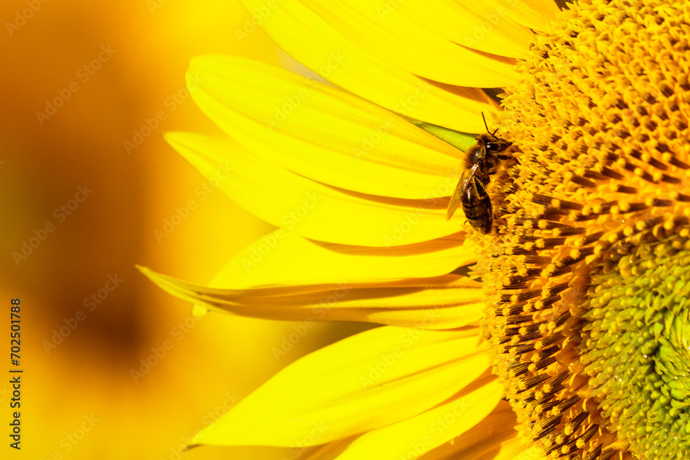 Honey bee collecting pollen at yellow flower. close up Honey bee collecting pollen at yellow flower. close up