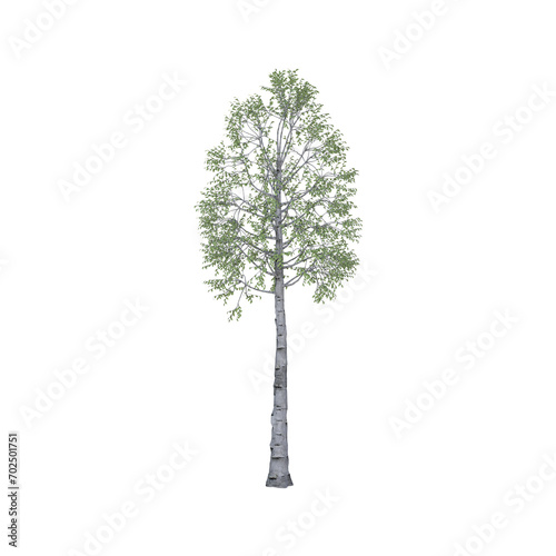 Green birch tree: nature, ecology and conservation - symbol of strength, endurance, power and life. Isolated on transparent background.