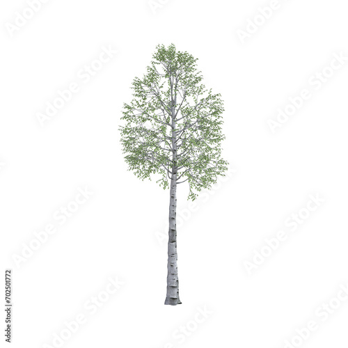 Green birch tree: nature, ecology and conservation - symbol of strength, endurance, power and life. Isolated on transparent background.