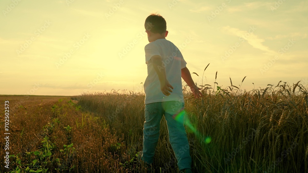 Child boy runs through field of wheat, touching ears of wheat with his hand. Happy boy is play in summer, nature. Kid plays in field at sunset. Active child running runs along road, sun. Happy family