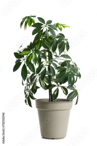 Wallpaper Mural Green plant in pot on white background Torontodigital.ca