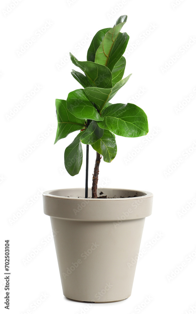 Pot with Ficus on white background Pot with Ficus on white background