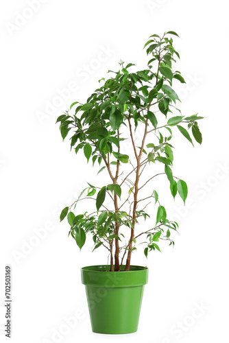 Pot with Ficus Benjamina on white background