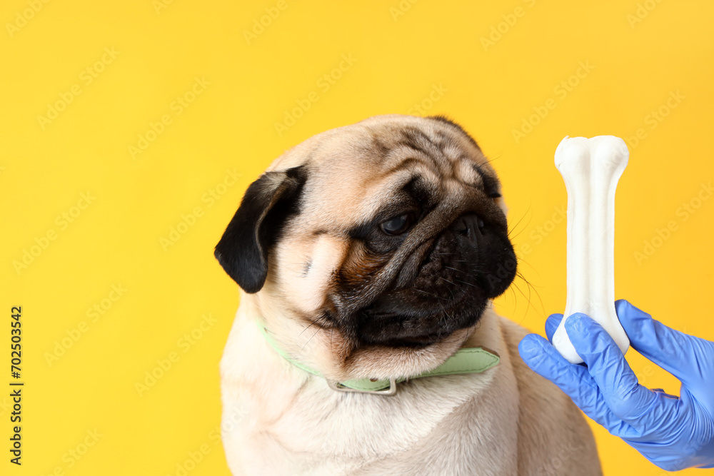 Veterinarian with snack and pug dog on yellow background, closeup