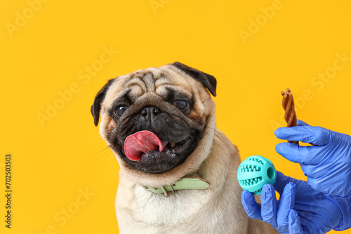 Veterinarian giving pug dog snack and ball on yellow background, closeup