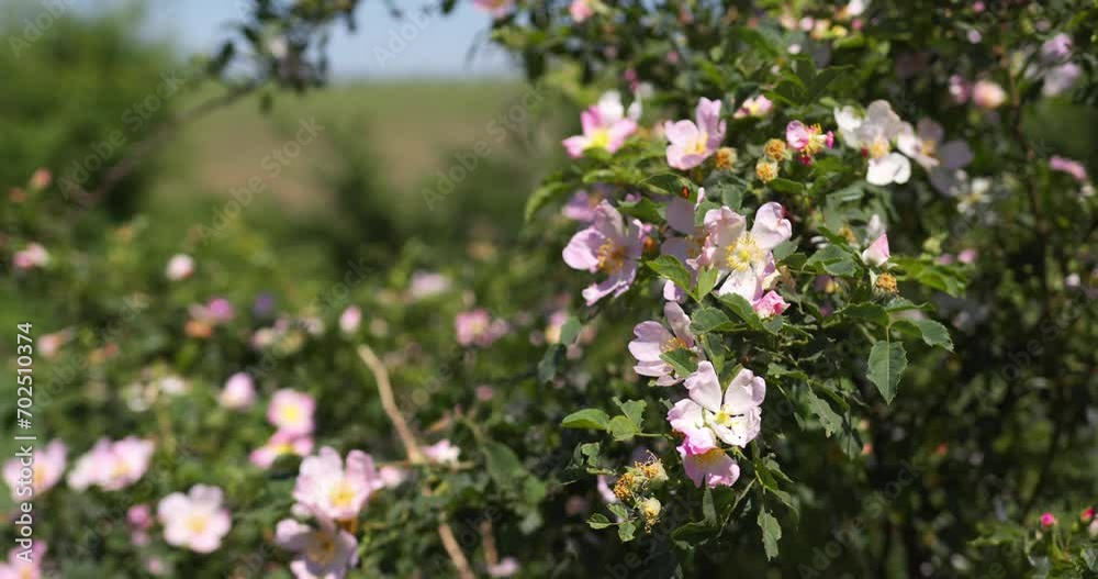 Close up view of dog rose flowers in sunny spring day Close up view of dog rose flowers in sunny spring day