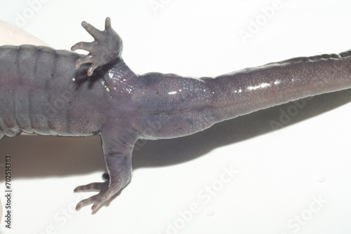 Close-up of the cloaca of a male spotted salamander (Ambystoma maculatum).  During the breeding season, males have swollen cloaca while females do not.  photo