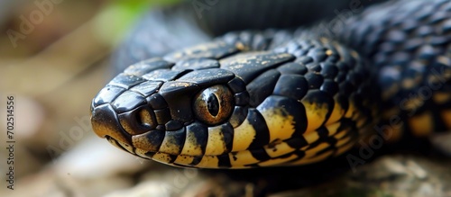 Eastern Snake feigning death. photo