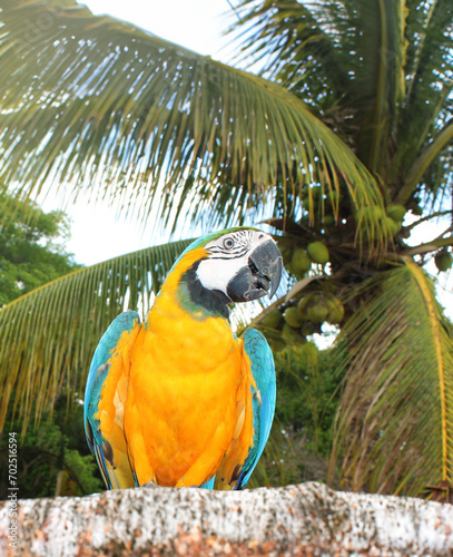 Caninde Macaw. Beautiful bird from Brazil located in the center-west of Brazil. photo