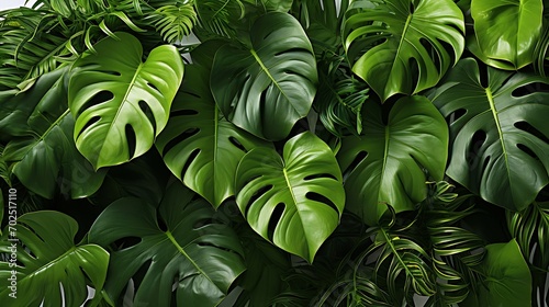 Dark green leaves of monstera or split-leaf philodendron (Monstera deliciosa) the tropical foliage plant growing in wild isolated on white background : Generative AI