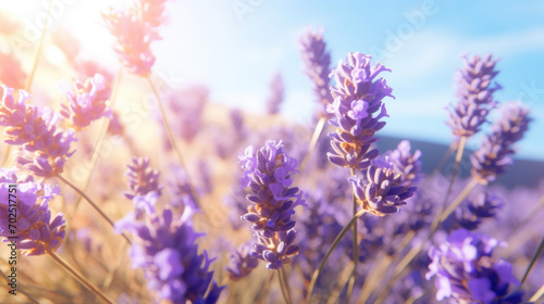 Vivid lavender flowers flourishing in a sun-drenched field, capturing the warm essence of summer days. © tashechka