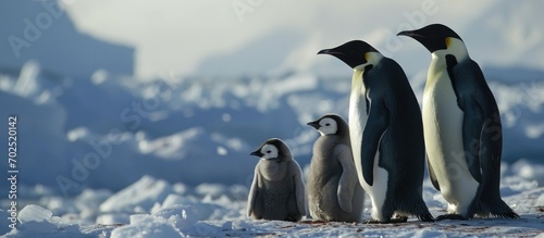 Emperor penguin family in Atka Bay, Weddell Sea, Antarctica. photo
