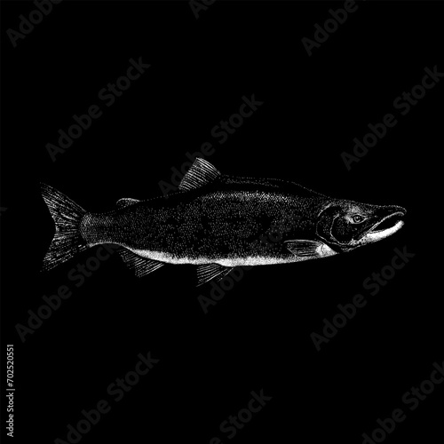 Kokanee Salmon hand drawing vector isolated on black background.