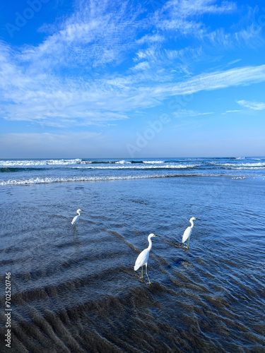 View of the sea with birds
