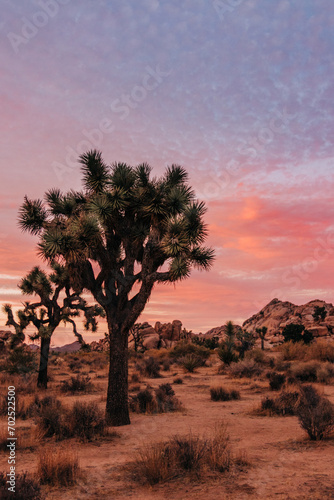 sunset in Joshua Tree