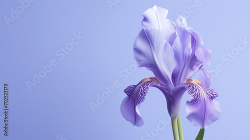 A single purple iris flower in full bloom, beautifully contrasted against a soft blue background, symbolizing hope and wisdom.