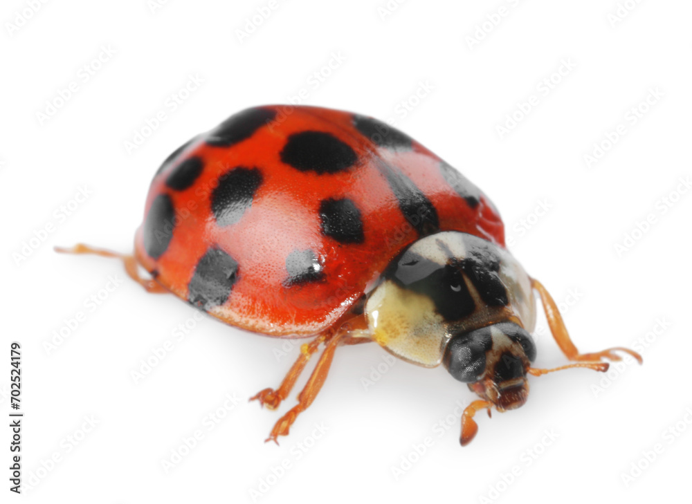 One beautiful red ladybug isolated on white