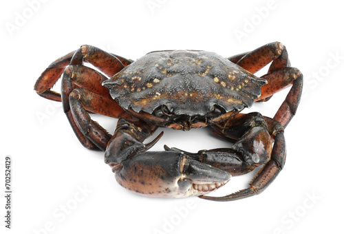 One fresh raw crab isolated on white