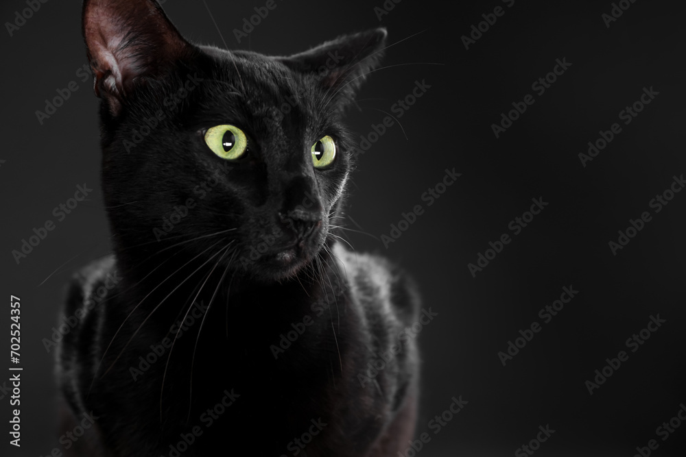Adorable cat on black background, space for text. Lovely pet Adorable cat on black background, space for text. Lovely pet