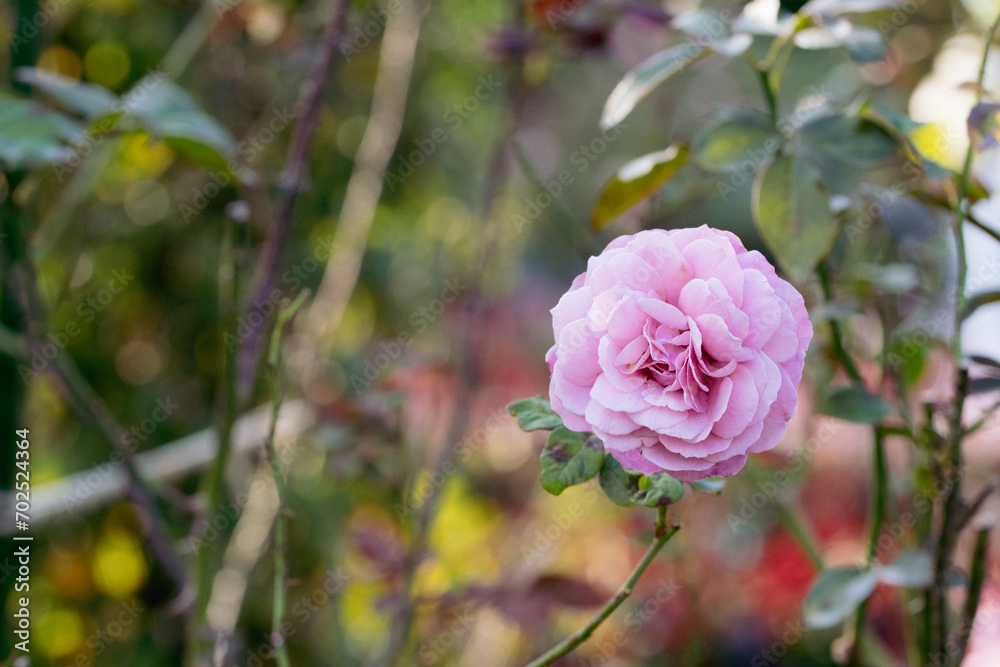 Obraz premium ピンクの秋薔薇