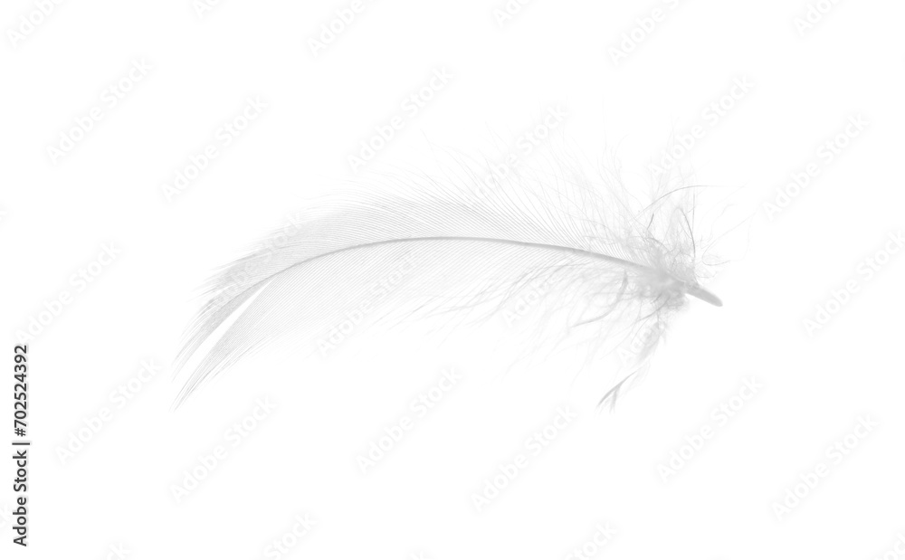 Beautiful fluffy bird feather isolated on white
