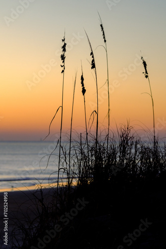 Dawn Tranquility: Sun Rising Over Saint Augustine Beach with Silhouetted Reeds