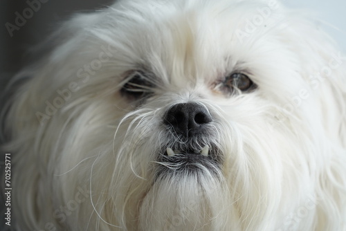 Close up of a cute white bichon frise dog