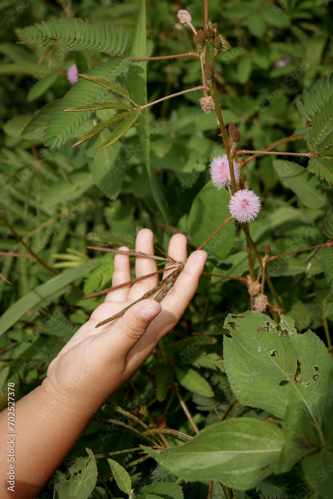 Hand touching the leaves of Mimosa pudica or putri malu plant Hand touching the leaves of Mimosa pudica or putri malu plant