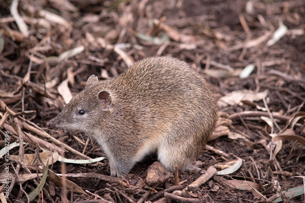 Southern brown bandicoot is a medium sized ground dwelling marsupial with a long tapering snout, a naked nose, a compact body and a short tail. Southern brown bandicoot is a medium sized ground dwelling marsupial with a long tapering snout, a naked nose, a compact body and a short tail.