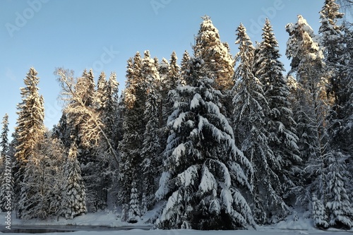 forest in winter