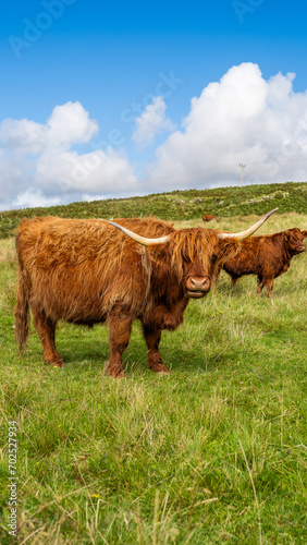 Highland Cows