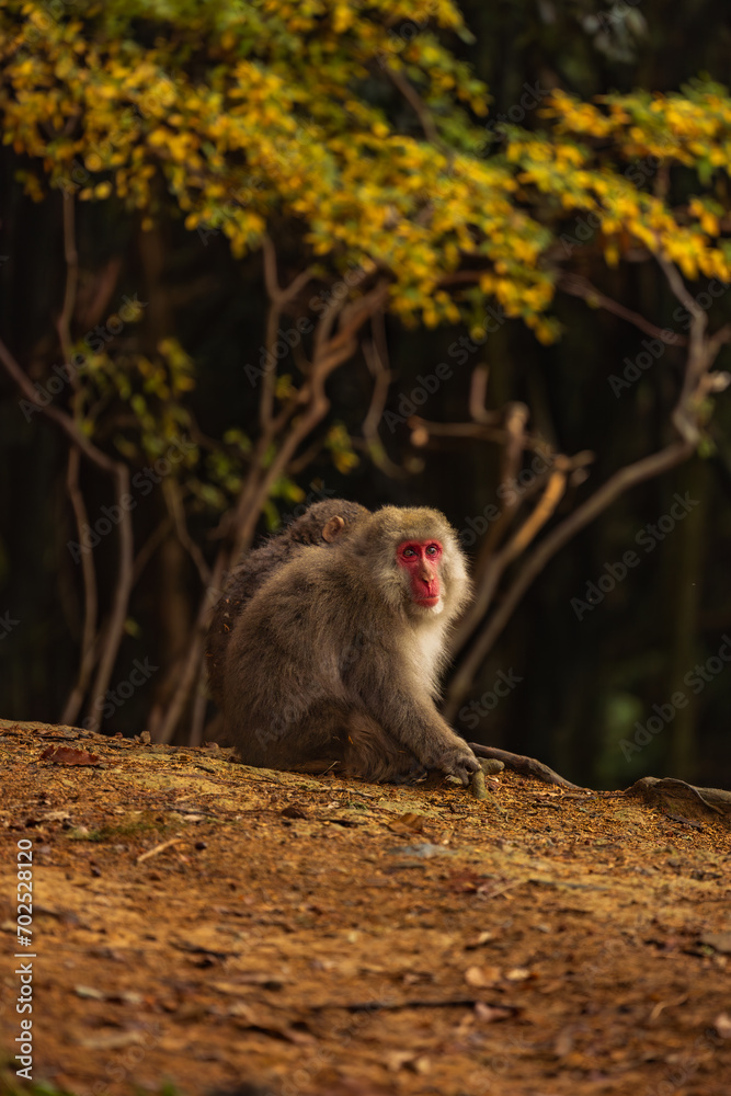 Japanese monkey (Japanese macaque) peeing on a wooden pole. Background is a view of the kyoto city. Iwatayama monkey park, Kyoto, Japan. Japanese monkey (Japanese macaque) peeing on a wooden pole. Background is a view of the kyoto city. Iwatayama monkey park, Kyoto, Japan.