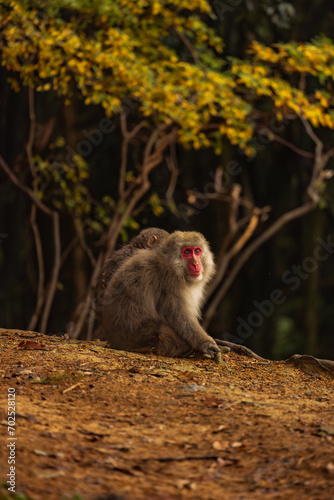 Japanese monkey  Japanese macaque  peeing on a wooden pole. Background is a view of the kyoto city. Iwatayama monkey park  Kyoto  Japan.