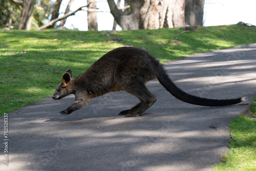 The swamp wallaby has dark brown fur, often with lighter rusty patches on the belly, chest and base of the ears. photo