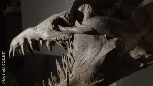 Chrysocetus Fouadasii skeleton - aquatic dinosaur fossil dramatically lit skull photo