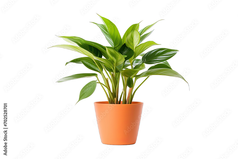Houseplant potted isolated on transparent background 